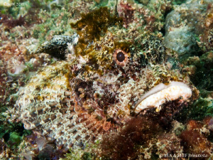 Mimicry, scorpionfish. by Bea & Stef Primatesta 
